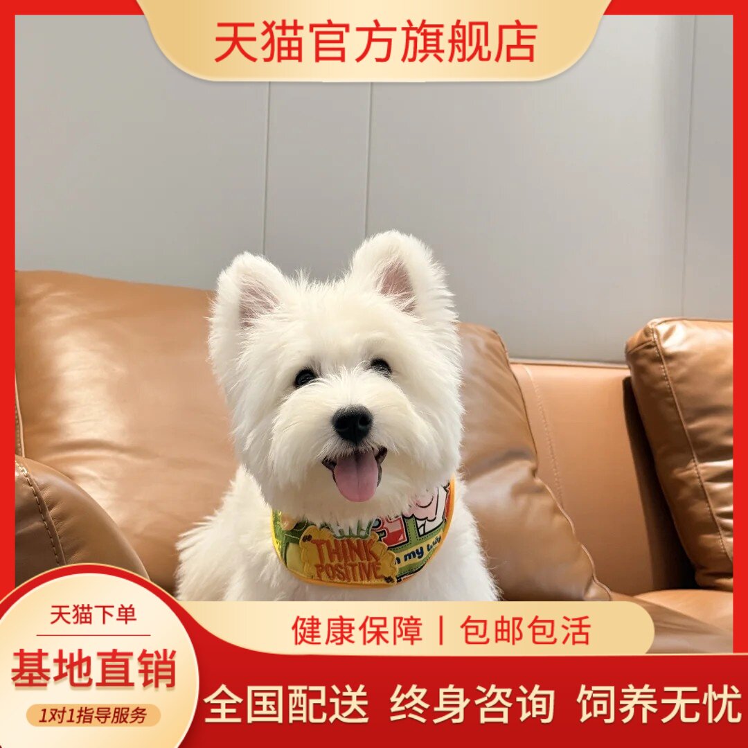 宠物狗精品可爱不掉毛白梗软毛