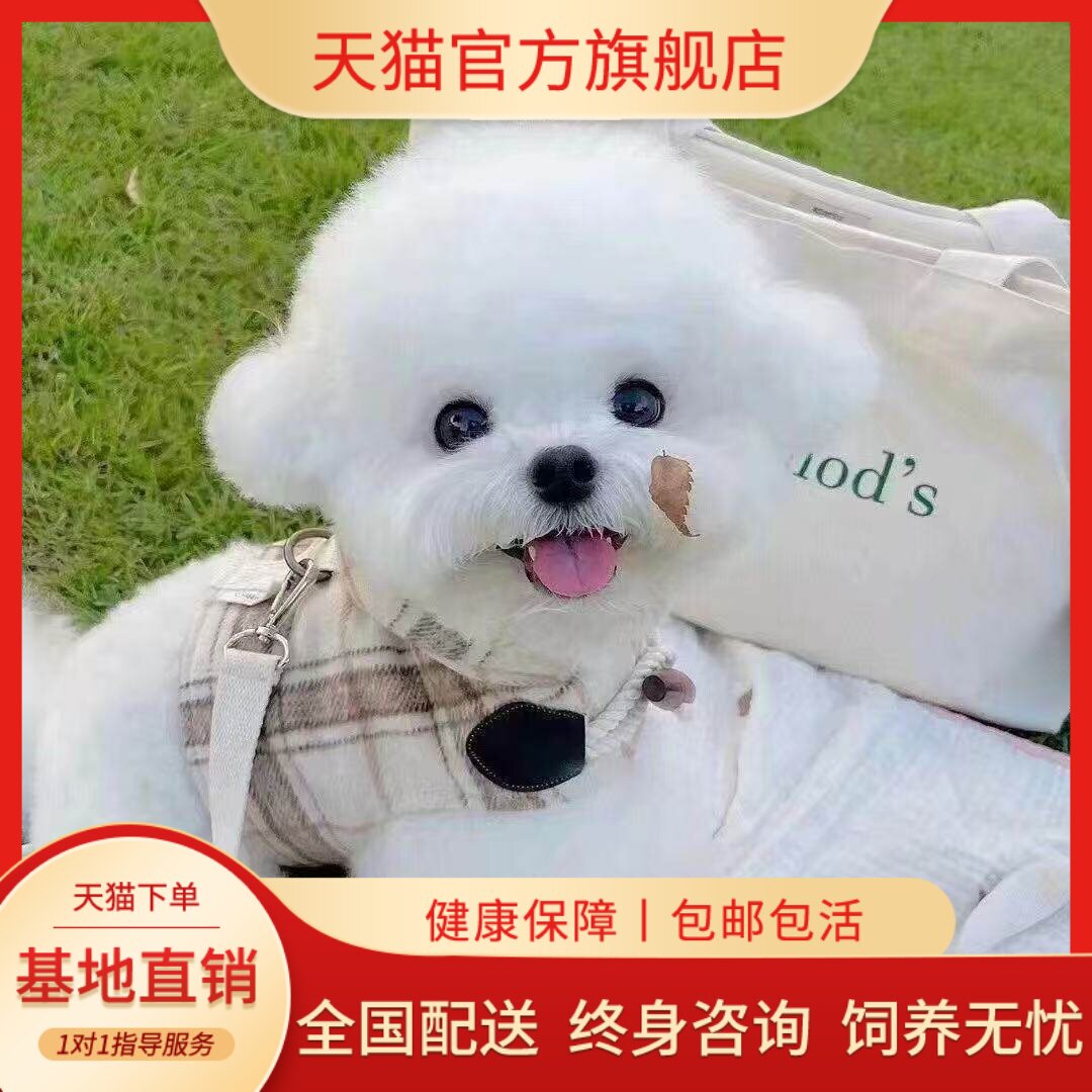 小体小型犬白超小家养可爱便宜