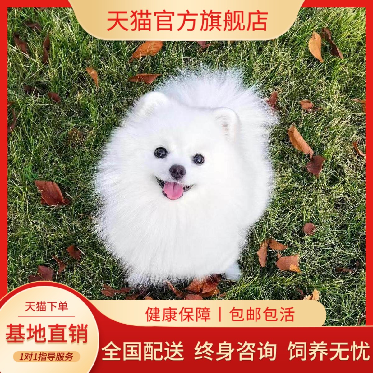 物家养狗白色超萌俊介犬小茶杯