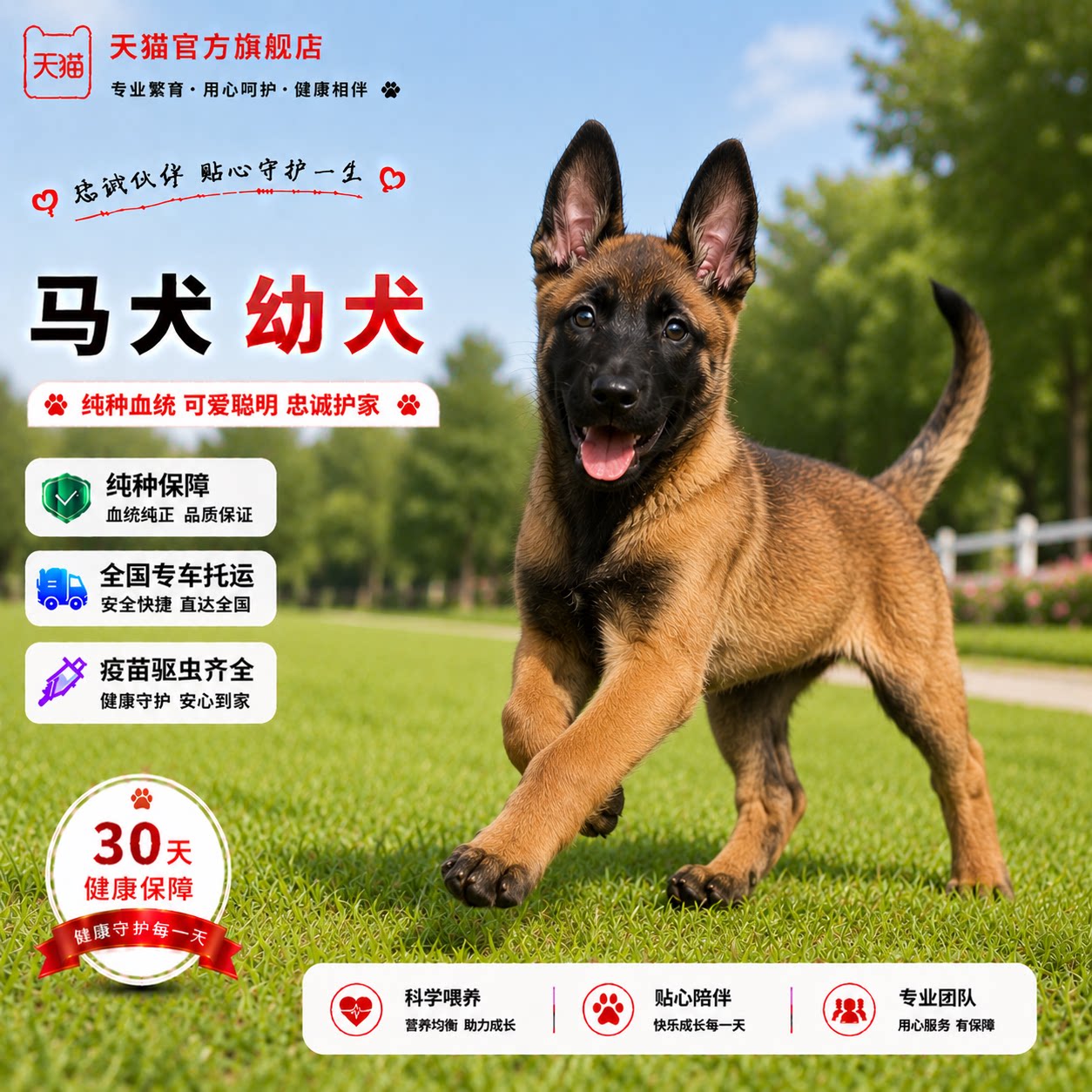犬狼狗大型犬短毛大骨架黄马狗