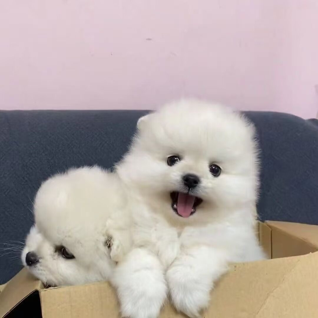 小型犬袖珍犬犬白活物球形长