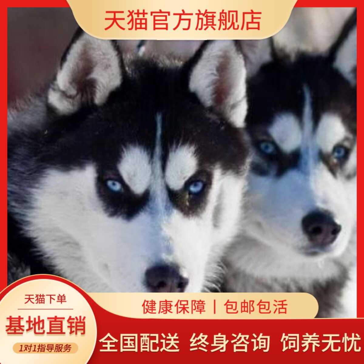 短毛活泼幼崽三火聪明好养雪橇犬