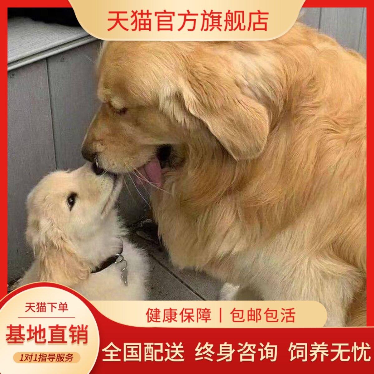 健康小狗沙滩金大骨架宠物狗狗