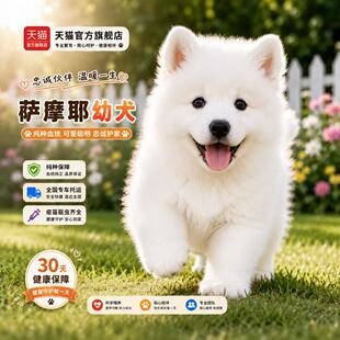 纯种萨摩耶幼犬熊版萨摩耶雪橇犬微笑天使是双血统萨摩耶宠物犬狗