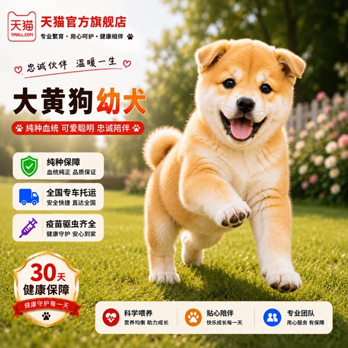 犬短毛农村活体看金钱尾家养狗