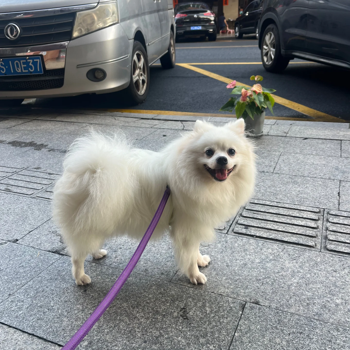 韩系陪伴犬茶杯犬活宠物狗小型犬