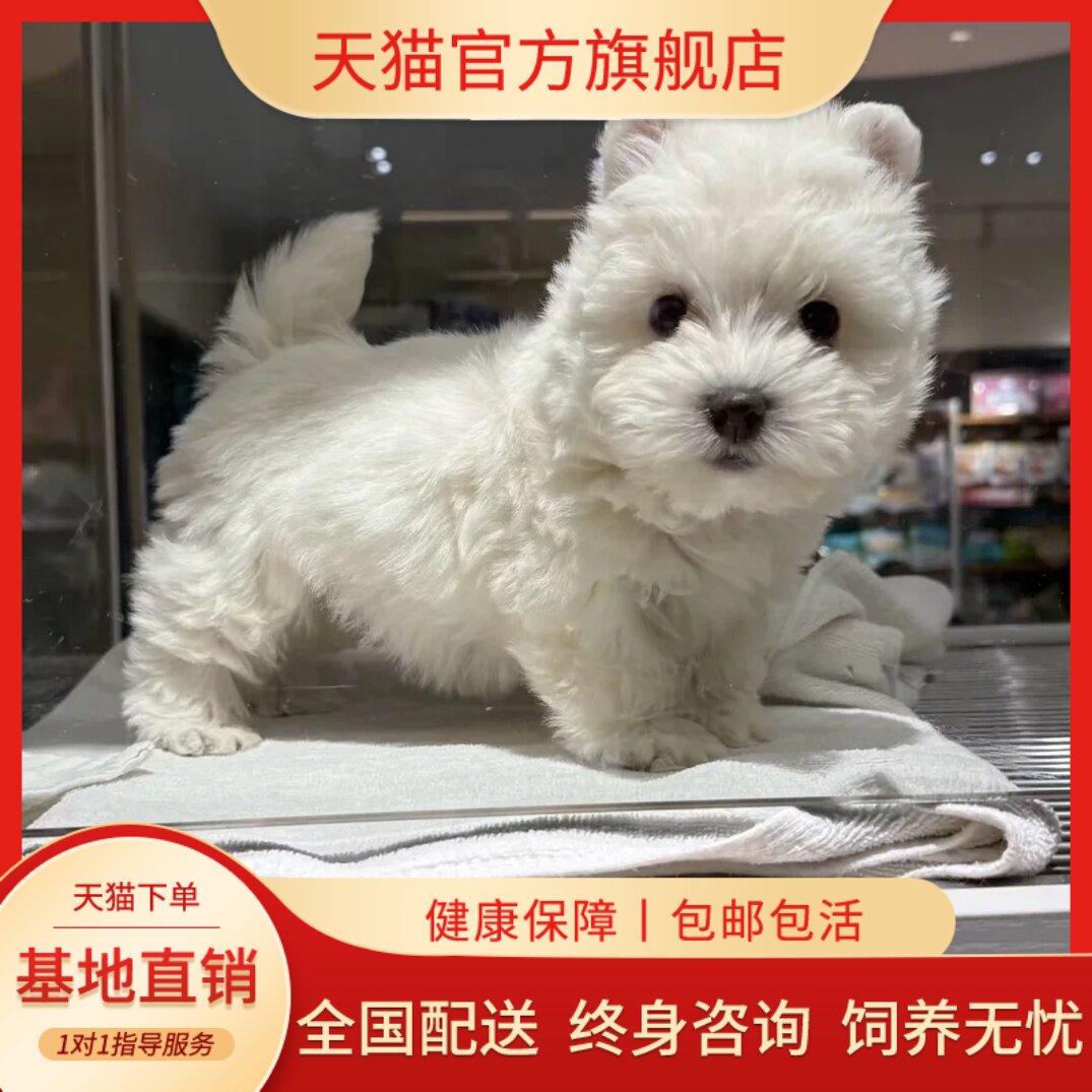西高地家养小型犬幼崽宠物狗