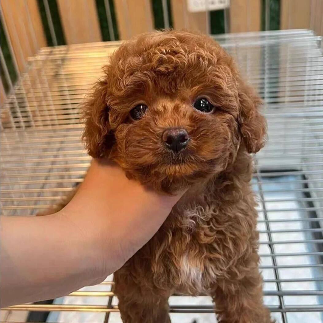泰迪纯种幼犬活泼陪伴幼崽家养狗家庭犬聪明小型犬便宜网红狗纯黑