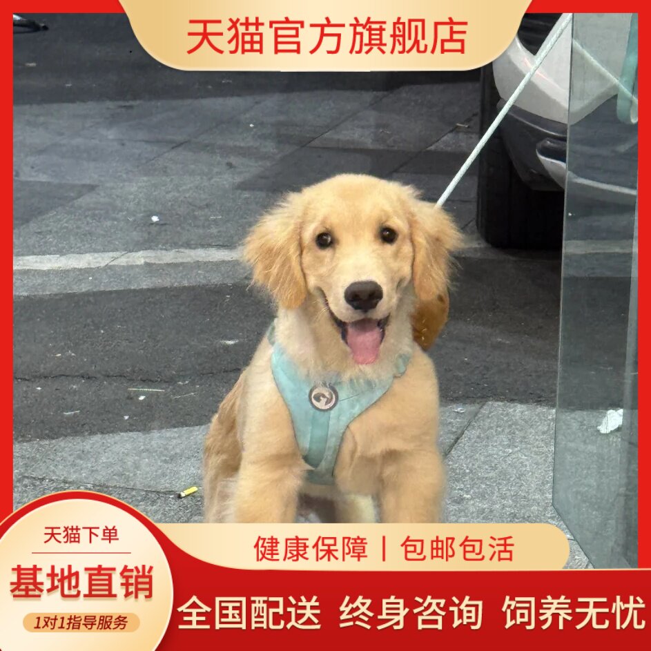 导盲犬大型犬家庭养宠物狗