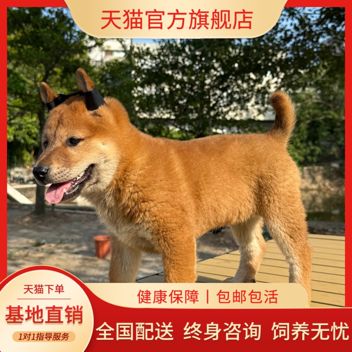 高智商长不大狗狗活物狗崽狗仔
