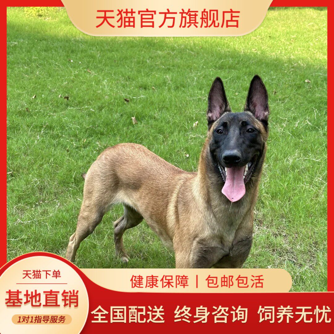 纯种马犬幼犬活体爆红马犬军犬警犬猎犬德国牧羊犬罗威纳宠物狗狗