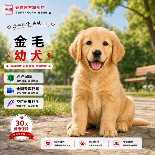 大骨架活泼超萌温顺大头高智商狗