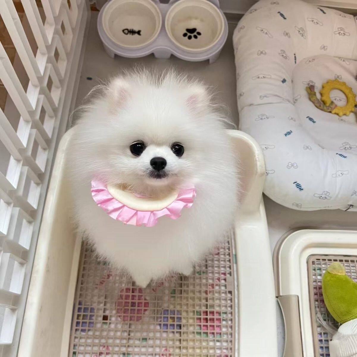 博美纯种幼犬真狗茶杯犬家养超小黄色小体幼崽活体袖珍网红宠物狗