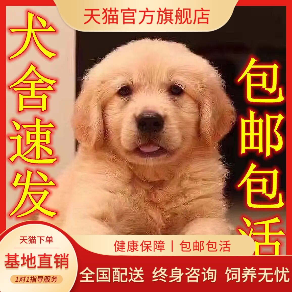 聪明护主真狗狗沙滩金温顺狗活体