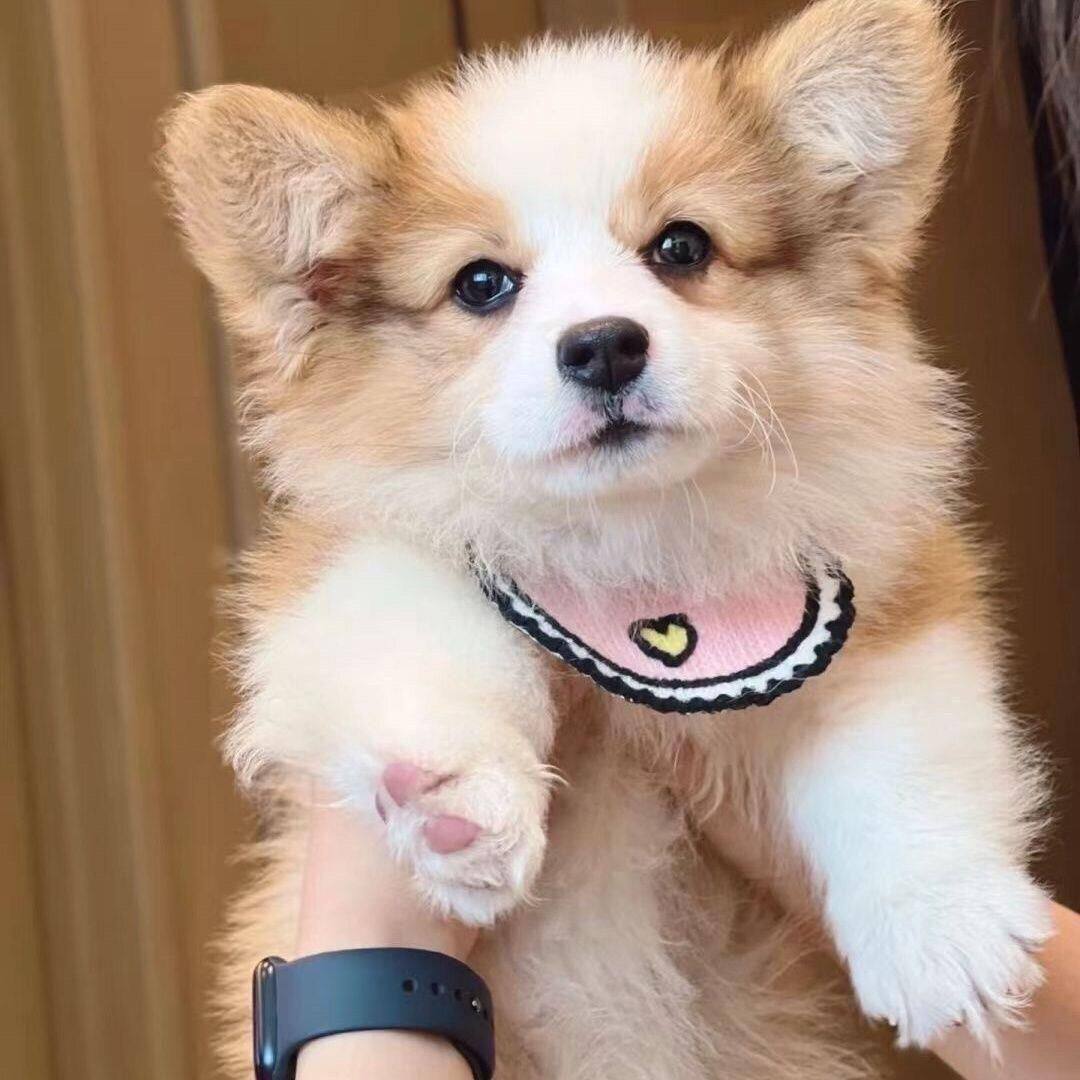 柯基纯种幼犬基狗小狗不掉毛小可爱宠物犬狗双色幼崽活物听话三色