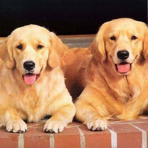 大头看家护主狗听话沙滩金犬小狗