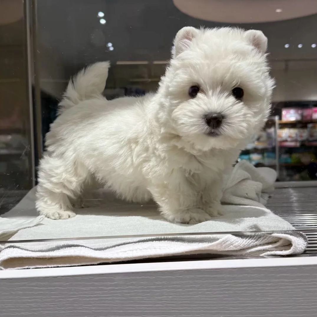 西高地家养小型犬幼崽宠物狗