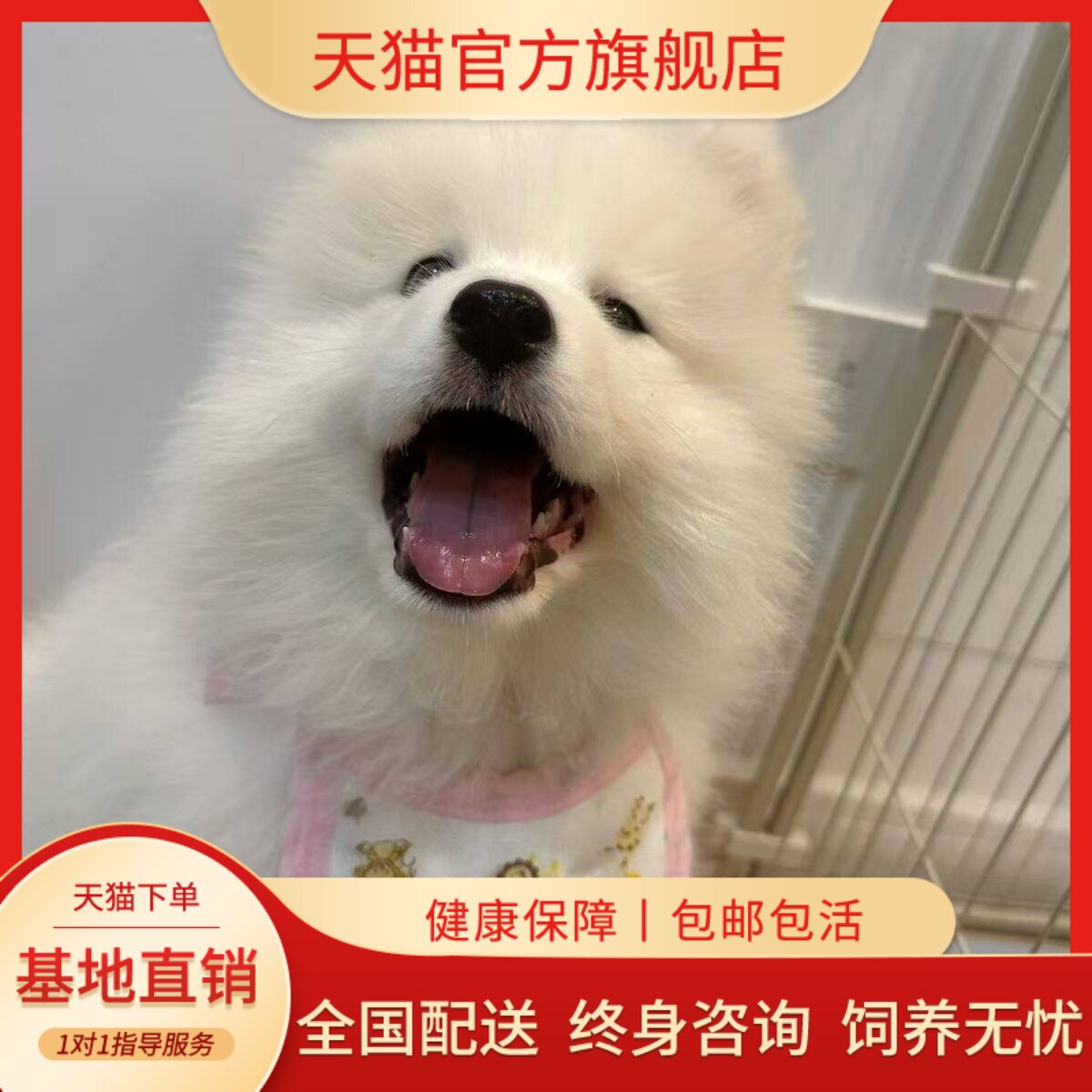 萨摩耶纯种幼犬狗聪明幼崽活物微笑天使宠物狗治愈好养幼宠狗粘人