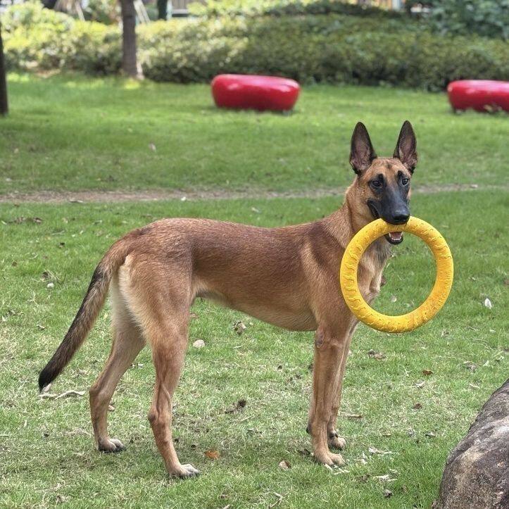 聪明家养看家犬高智商黑红大型犬