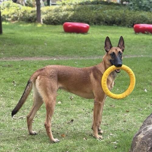 聪明家养看家犬高智商黑红大型犬