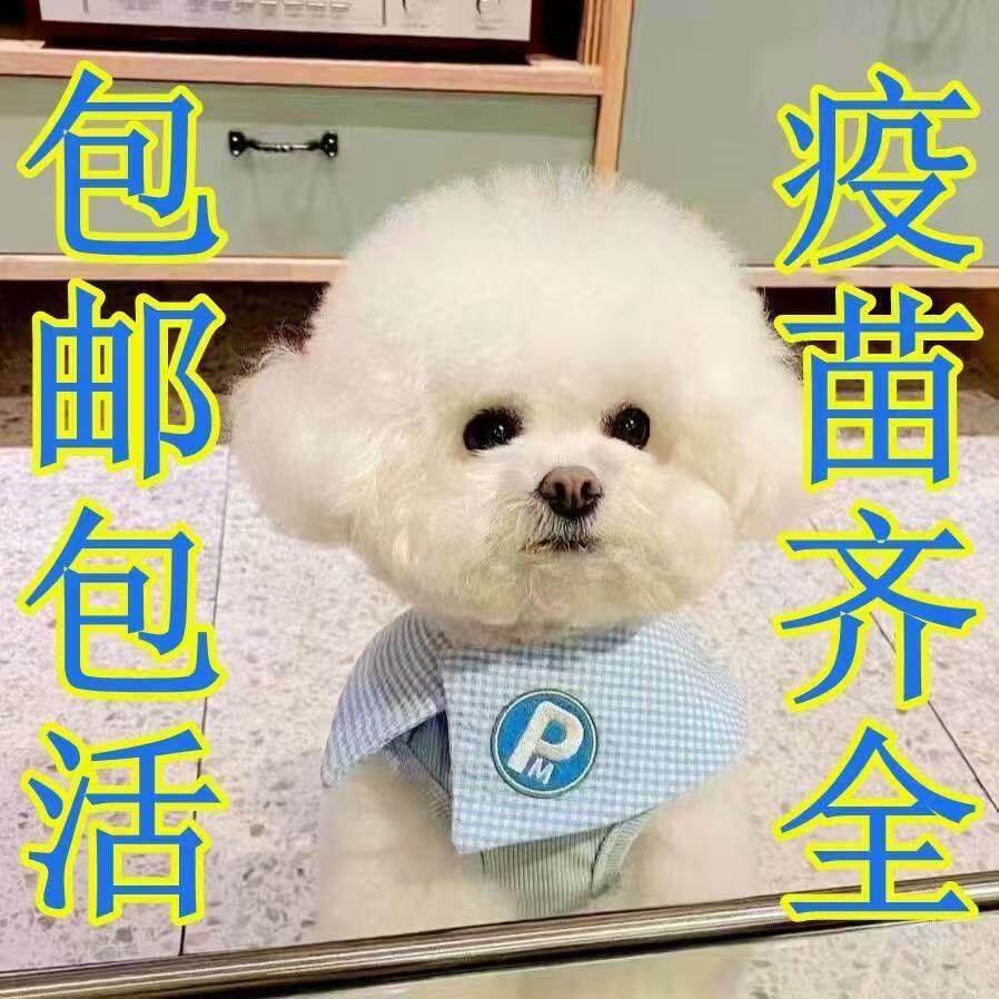 球形活体超萌活物袖珍小家养圆脸