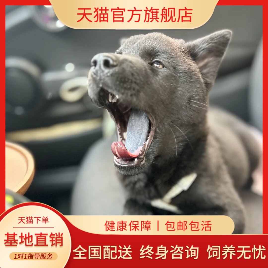 听话赶山犬看家护院巡便宜狗
