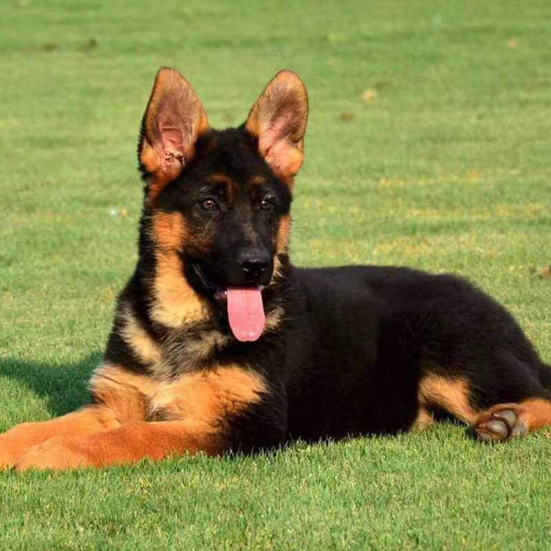 德牧纯种幼犬警犬幼崽护院宠物狗牧羊犬高智商看家犬工作犬狗真狗