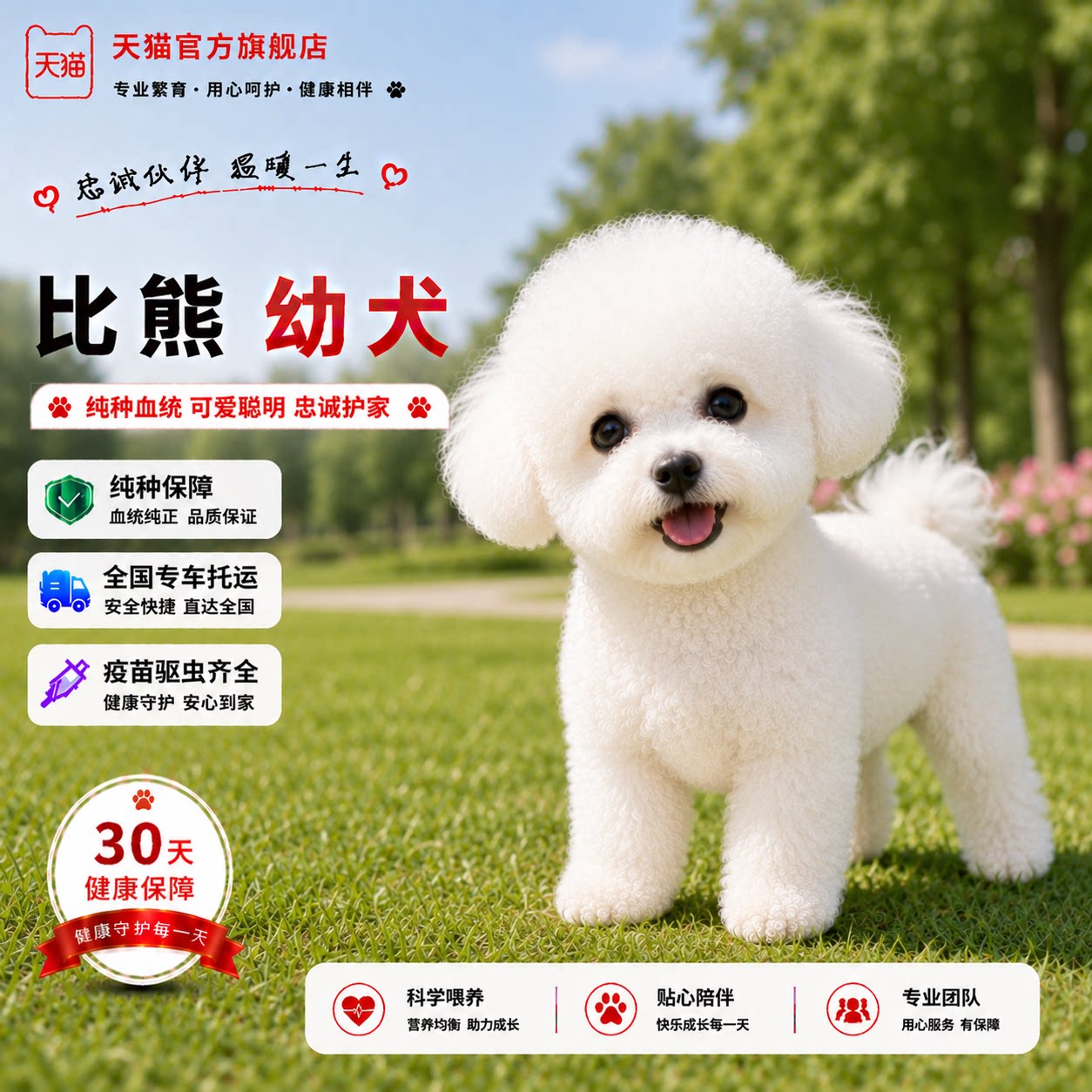 迷你白活物小型犬精品白色网红狗