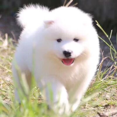 宠物狗幼崽粘人聪明活体白色幼宠