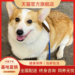 纯种柯基幼犬威尔士两色三色小短腿柯基犬活体小型犬家养宠物狗狗