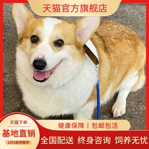 活体短腿小型犬柯基犬宠物狗狗