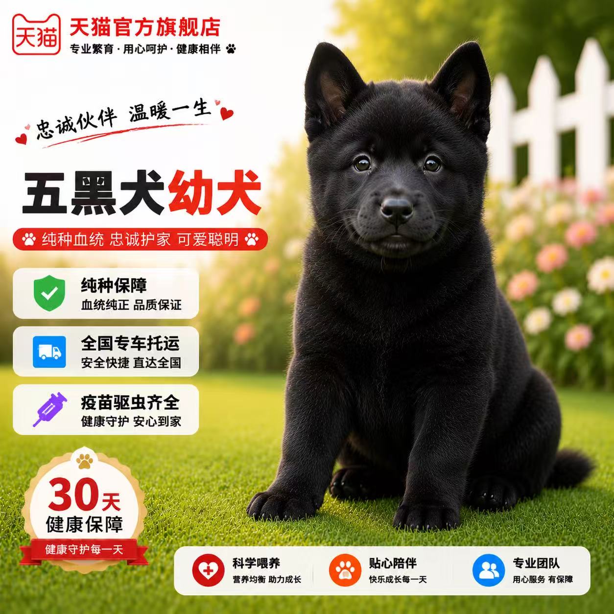 听话赶山犬看家护院巡便宜狗