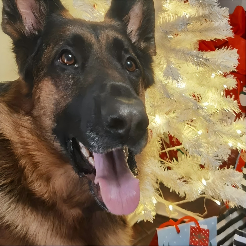 警犬狼狗大型犬幼犬宠物狗狗
