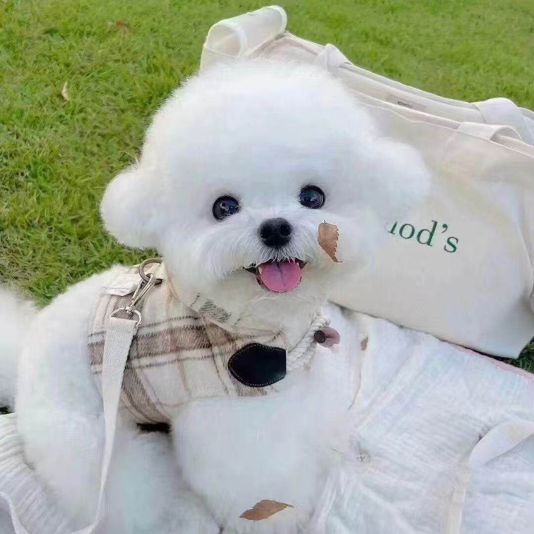 小体小型犬白超小家养可爱便宜