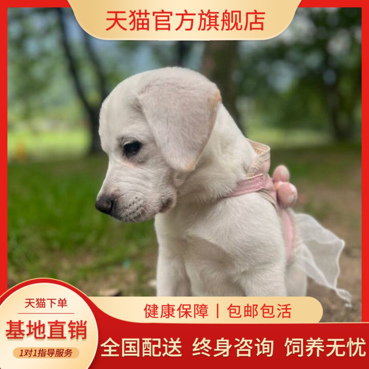 听话活物活泼好养宠物大型犬智商