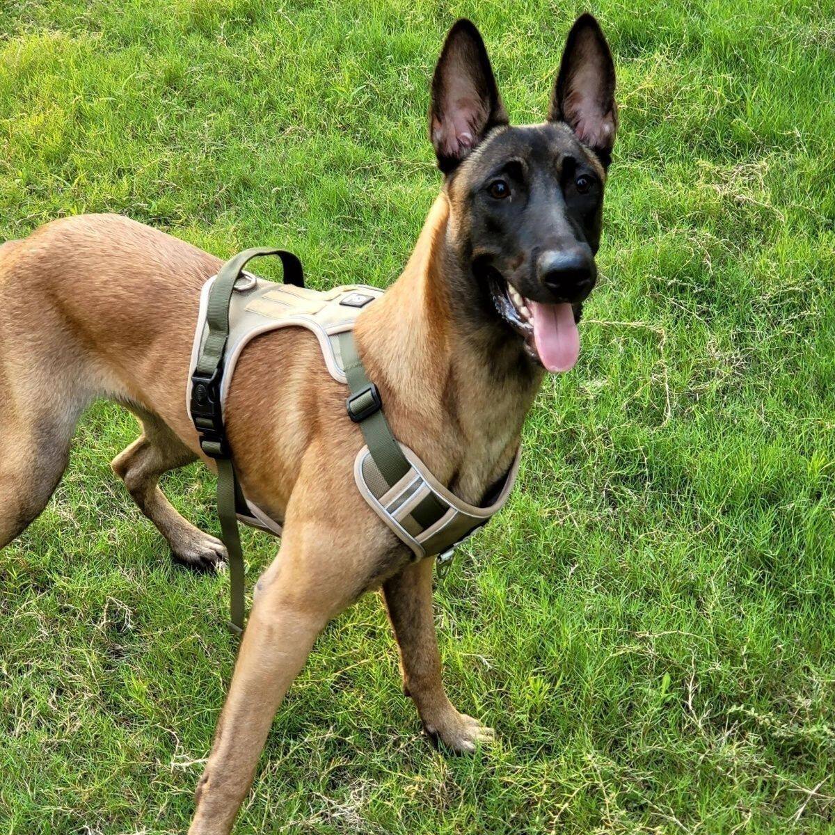 马犬纯种幼犬猛犬警犬狗狗聪明黄马幼崽工作犬护院比利时牧羊爆红