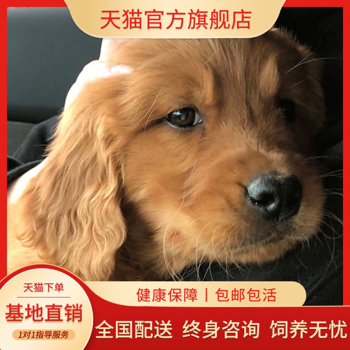 护主陪伴家养超萌听话狗真狗