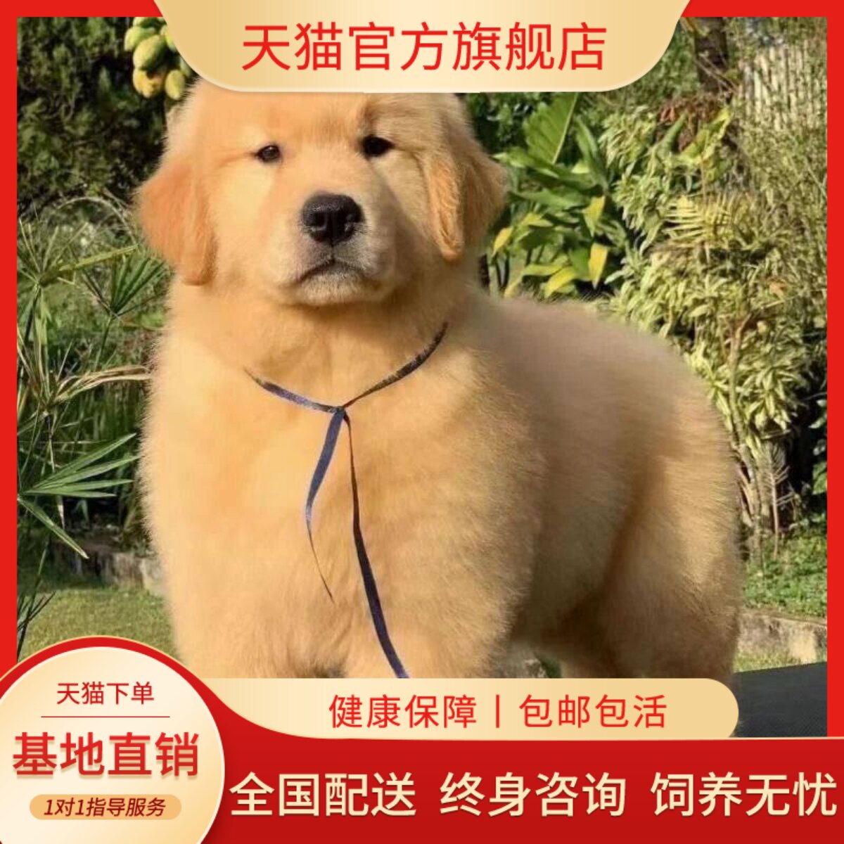 幼崽猎犬大头可爱犬超萌看家温顺