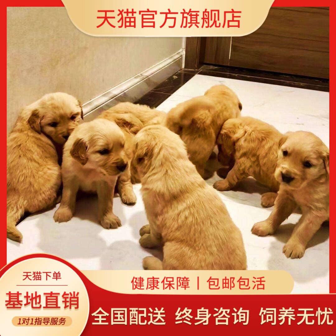 陪伴幼崽家养活泼听话护院护主