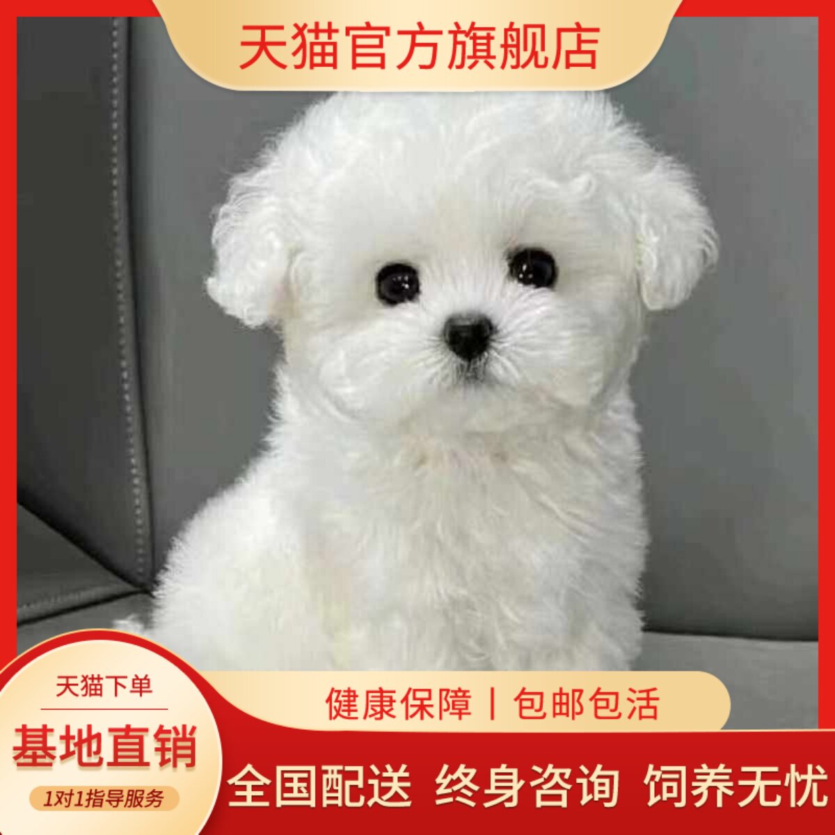 长不大超萌狗小体小白色宠物狗