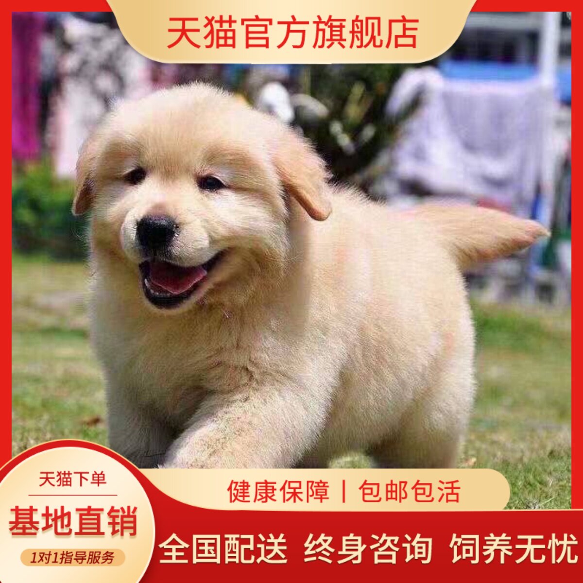 家家养枫叶红小真狗可爱狗狗小狗
