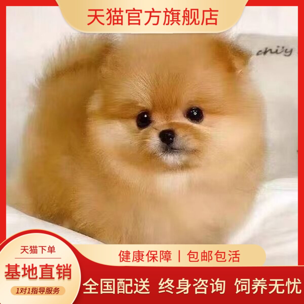 网红狗超萌迷你犬幼崽活体狗狗
