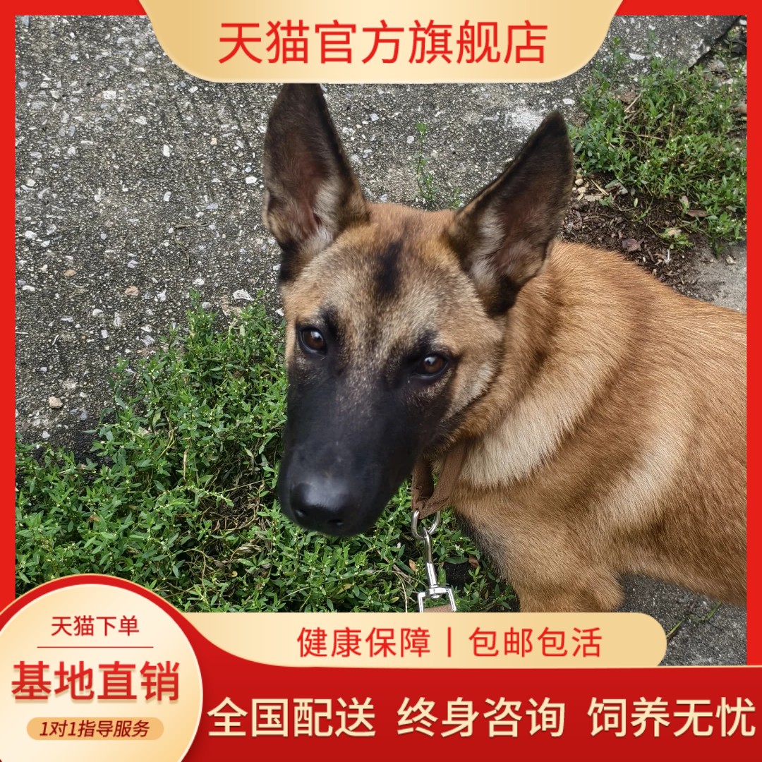 比利时牧羊军犬看家护院小狗宠物