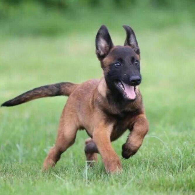 马犬纯种幼犬狗狗比利时牧羊犬活物农村警犬聪明便宜短毛宠物看家