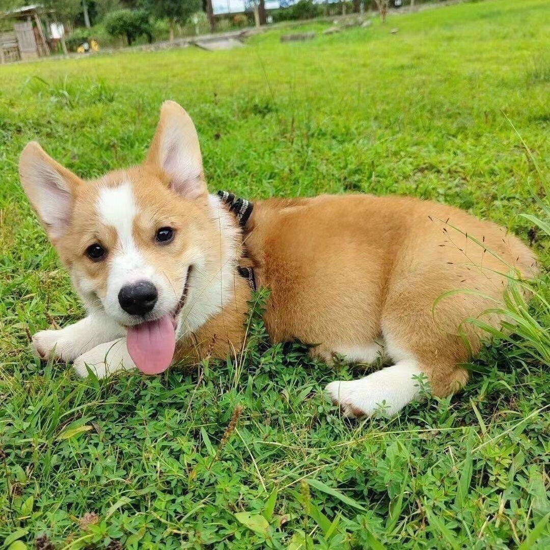 柯基纯种幼犬黄白花小狗活泼宠物犬活体双色小帅气威尔士幼崽听话