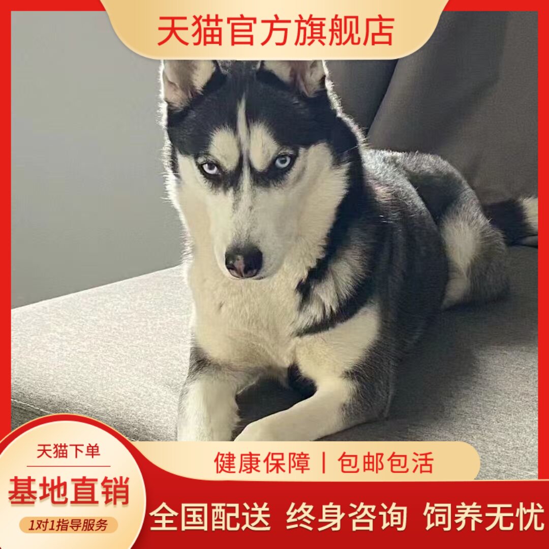 真狗活泼听话雪橇犬大骨架狗好养