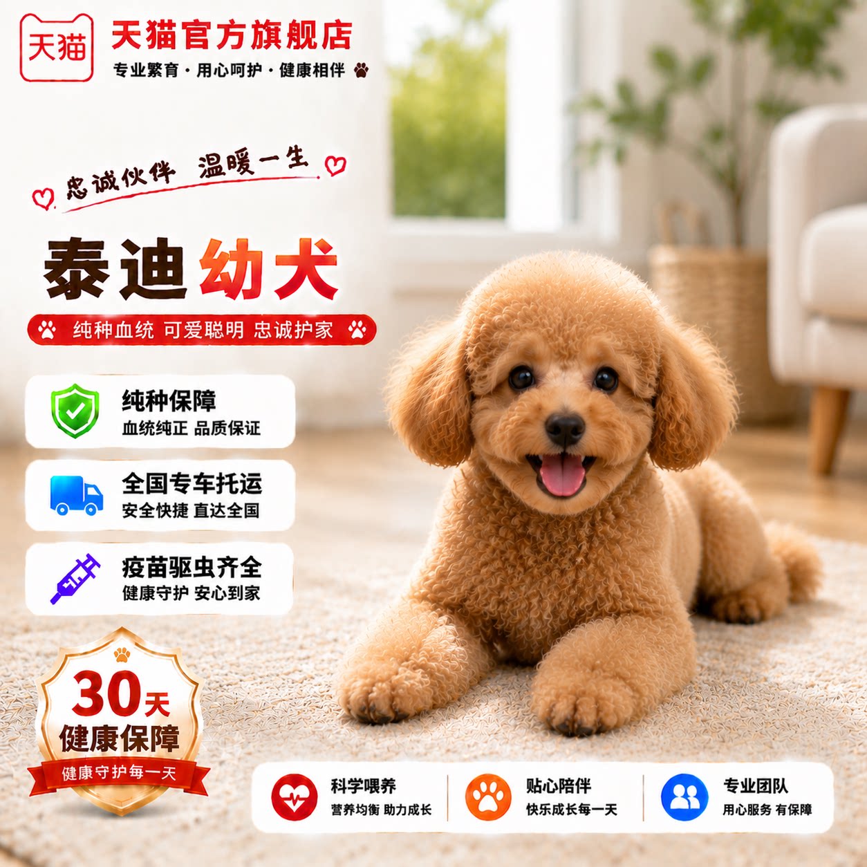 体家养网红狗小型犬黑色宠物陪伴