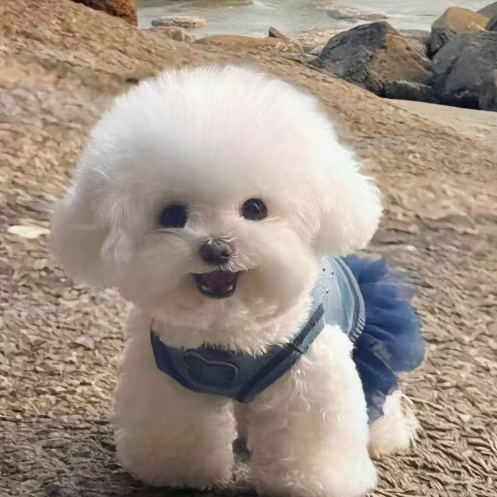 真狗超小白小型犬圆脸活体袖珍