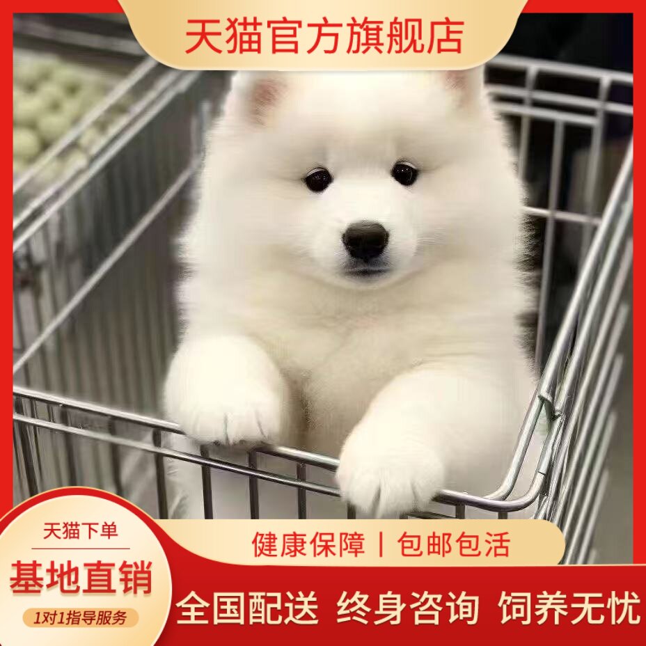萨摩耶纯种幼犬幼崽好养微笑天使大骨架纯白幼宠活物家养圆脸聪明