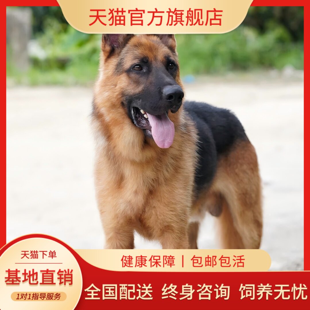 纯种赛级德国牧羊犬大型犬弓背黑背德牧警犬幼犬活体宠物狗狗家养